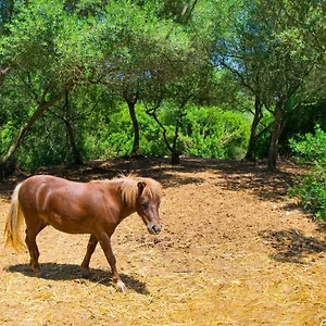 es-sineu-mallorca.allmallorcahotels.com/